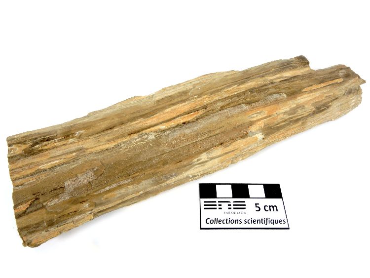 Bois silicifié Bois silicifié    